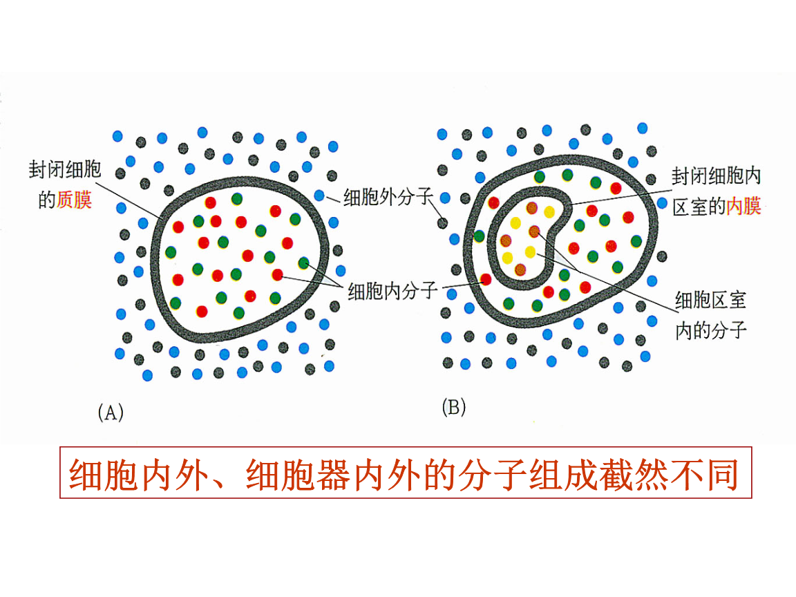 细胞膜与物质转运课件.ppt