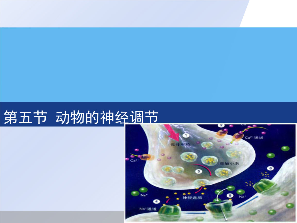 《动物的神经调节课件.ppt》