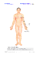 全身经络示范图.pdf